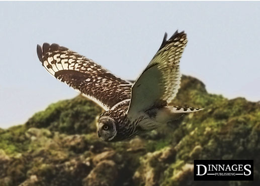 Owl on Skomer Island